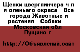 Щенки цвергпинчера ч/п и оленьего окраса - Все города Животные и растения » Собаки   . Московская обл.,Пущино г.